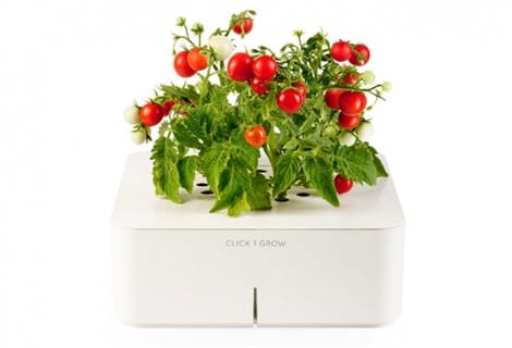 La pianta che cresce da sola Click and Grow