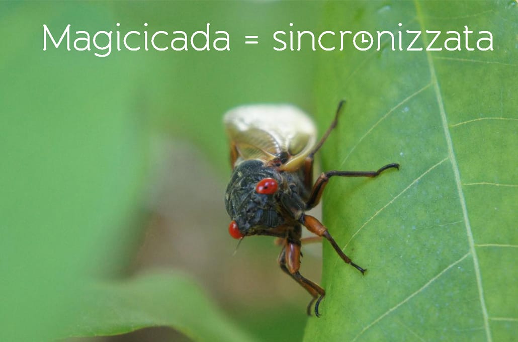 Magicicada: la cicala sincronizzata