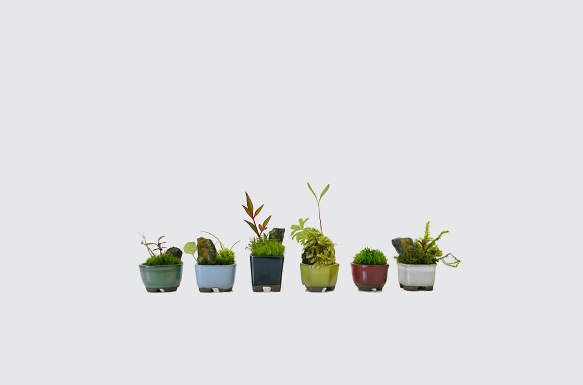 Ultra mini bonsai