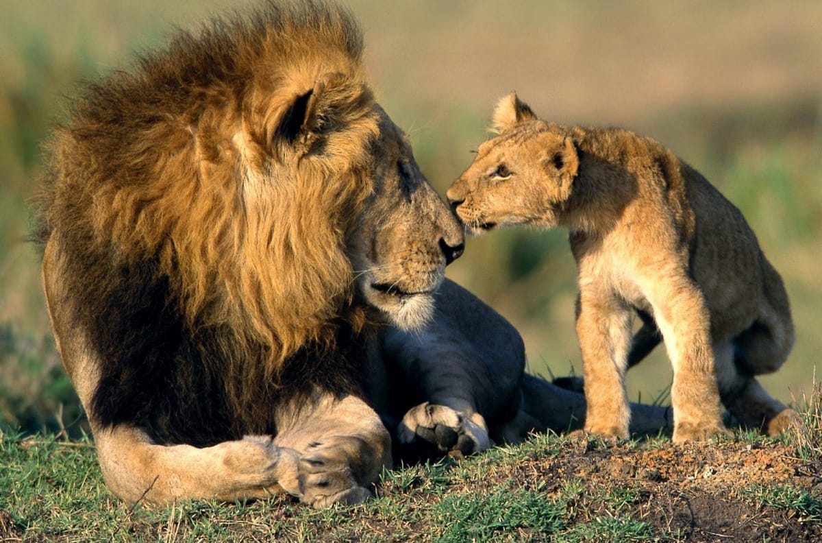 Africam, il safari a casa tua