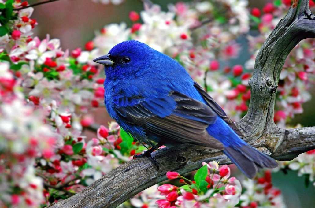 Blue Bird with Black Wing on Tree